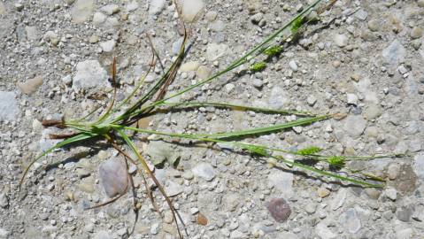 Fotografia da espécie Carex punctata
