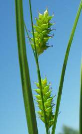 Fotografia da espécie Carex punctata