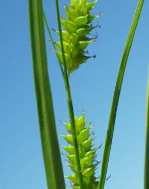 Fotografia 13 da espécie Carex punctata no Jardim Botânico UTAD