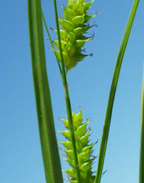 Fotografia 13 da espécie Carex punctata no Jardim Botânico UTAD