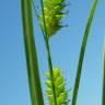 Fotografia 13 da espécie Carex punctata do Jardim Botânico UTAD