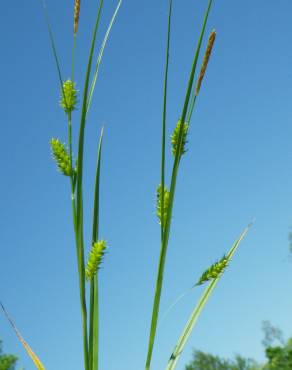 Fotografia 14 da espécie Carex punctata no Jardim Botânico UTAD