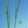 Fotografia 14 da espécie Carex punctata do Jardim Botânico UTAD