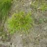 Fotografia 2 da espécie Carex pilulifera subesp. pilulifera do Jardim Botânico UTAD