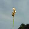 Fotografia 3 da espécie Carex pilulifera subesp. pilulifera do Jardim Botânico UTAD