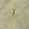 Fotografia 4 da espécie Carex pilulifera subesp. pilulifera do Jardim Botânico UTAD
