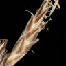 Fotografia 5 da espécie Carex pilulifera subesp. pilulifera do Jardim Botânico UTAD