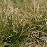 Fotografia 6 da espécie Carex pilulifera subesp. pilulifera do Jardim Botânico UTAD