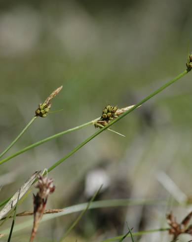 Fotografia de capa Carex pilulifera subesp. pilulifera - do Jardim Botânico