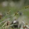 Fotografia 1 da espécie Carex pilulifera subesp. pilulifera do Jardim Botânico UTAD