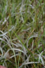 Fotografia da espécie Carex pilulifera subesp. pilulifera