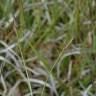 Fotografia 8 da espécie Carex pilulifera subesp. pilulifera do Jardim Botânico UTAD