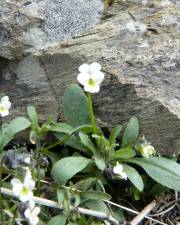 Fotografia da espécie Viola parvula