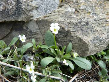 Fotografia da espécie Viola parvula