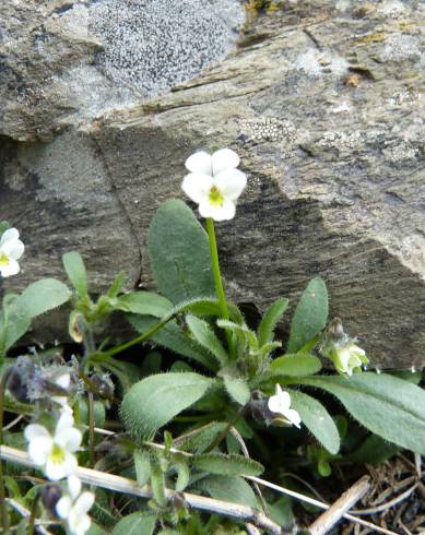 Fotografia de capa Viola parvula - do Jardim Botânico