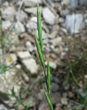 Fotografia 3 da espécie Brachypodium retusum no Jardim Botânico UTAD