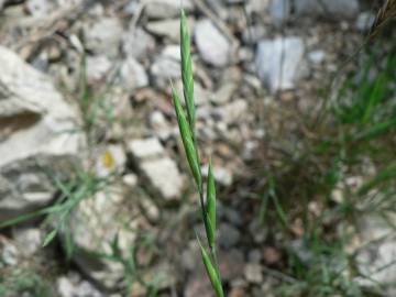 Fotografia da espécie Brachypodium retusum