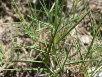 Fotografia da espécie Brachypodium retusum