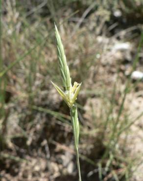 Fotografia 5 da espécie Brachypodium retusum no Jardim Botânico UTAD