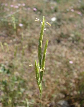 Fotografia 7 da espécie Brachypodium retusum no Jardim Botânico UTAD