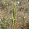 Fotografia 7 da espécie Brachypodium retusum do Jardim Botânico UTAD