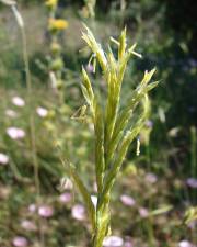 Fotografia da espécie Brachypodium retusum