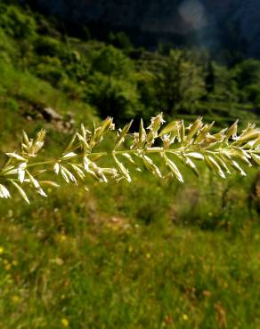 Fotografia 8 da espécie Brachypodium retusum no Jardim Botânico UTAD