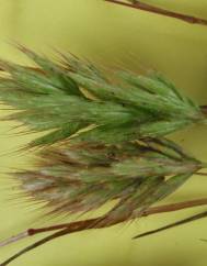 Bromus scoparius