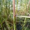 Fotografia 2 da espécie Calamagrostis pseudophragmites do Jardim Botânico UTAD