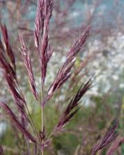 Fotografia da espécie Calamagrostis pseudophragmites