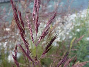 Fotografia da espécie Calamagrostis pseudophragmites
