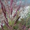 Fotografia 1 da espécie Calamagrostis pseudophragmites do Jardim Botânico UTAD