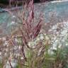 Fotografia 3 da espécie Calamagrostis pseudophragmites do Jardim Botânico UTAD