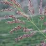 Fotografia 5 da espécie Calamagrostis pseudophragmites do Jardim Botânico UTAD