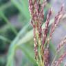 Fotografia 6 da espécie Calamagrostis pseudophragmites do Jardim Botânico UTAD