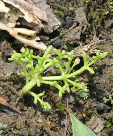 Fotografia da espécie Crassula vaillantii