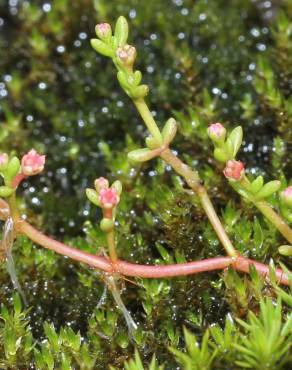 Fotografia 3 da espécie Crassula vaillantii no Jardim Botânico UTAD