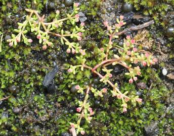 Fotografia da espécie Crassula vaillantii