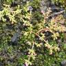 Fotografia 5 da espécie Crassula vaillantii do Jardim Botânico UTAD