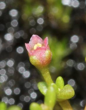 Fotografia 7 da espécie Crassula vaillantii no Jardim Botânico UTAD