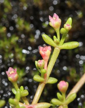 Fotografia 8 da espécie Crassula vaillantii no Jardim Botânico UTAD