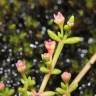 Fotografia 8 da espécie Crassula vaillantii do Jardim Botânico UTAD