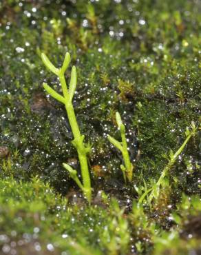 Fotografia 9 da espécie Crassula vaillantii no Jardim Botânico UTAD