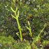 Fotografia 9 da espécie Crassula vaillantii do Jardim Botânico UTAD