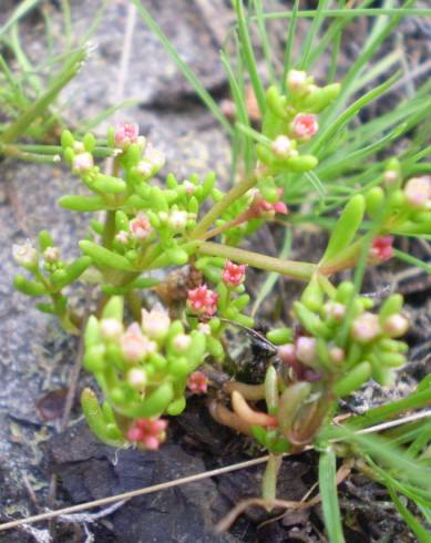 Fotografia de capa Crassula vaillantii - do Jardim Botânico