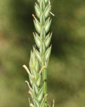 Fotografia 3 da espécie Crucianella angustifolia no Jardim Botânico UTAD