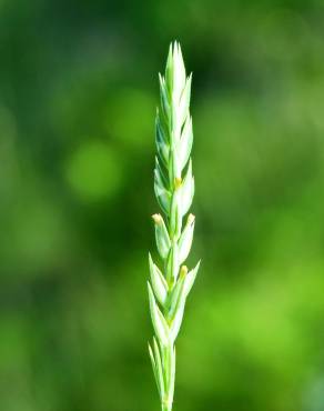 Fotografia 5 da espécie Crucianella angustifolia no Jardim Botânico UTAD