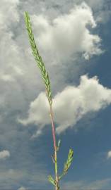 Fotografia da espécie Crucianella angustifolia