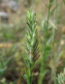 Fotografia da espécie Crucianella angustifolia