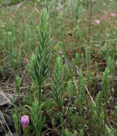 Fotografia da espécie Crucianella angustifolia